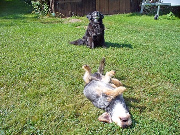 Hunde im Garten