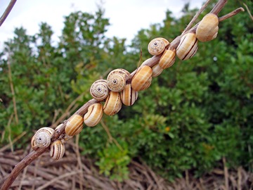 Schnecken im Garten